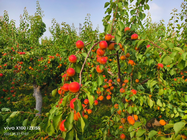西安國產(chǎn)甜杏種苗市場價 貼心服務 西安豐園果業(yè)科技供應
