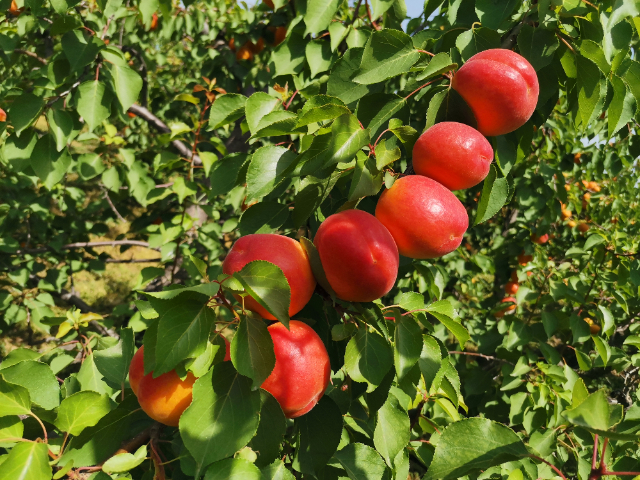 西安甜杏種苗種植時間 歡迎來電 西安豐園果業(yè)科技供應(yīng)