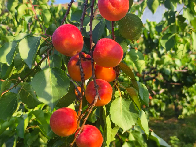 西安國產甜杏種苗批發價格 服務至上 西安豐園果業科技供應