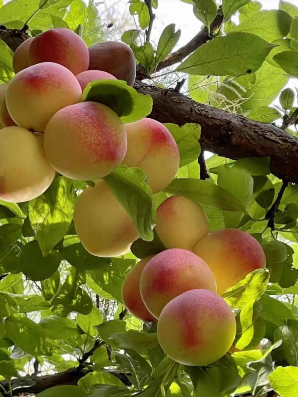 from clipboard from clipboard