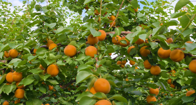 from clipboard from clipboard