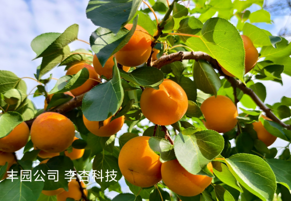 from clipboard from clipboard