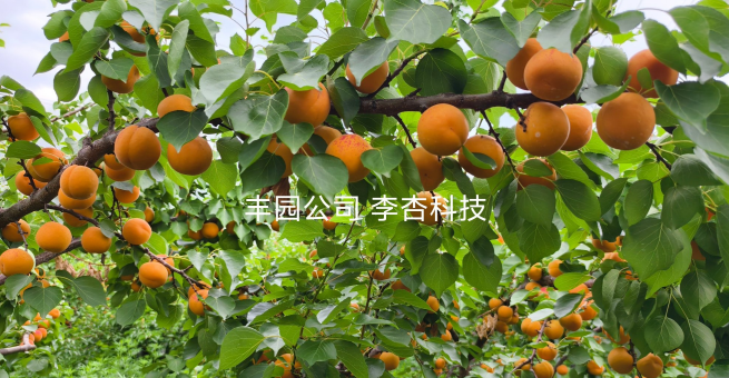 果業自主研發再傳捷報：杏苗品種納入國家保護庫