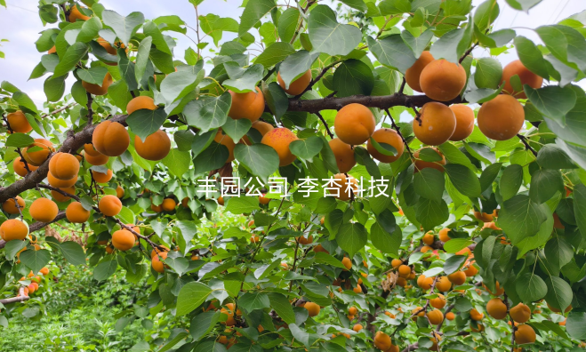 杏苗品種批量供應 以自主研發服務鄉村振興