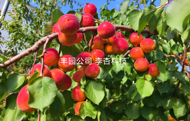 技術突破！李類新品種通過國家授權保護審核