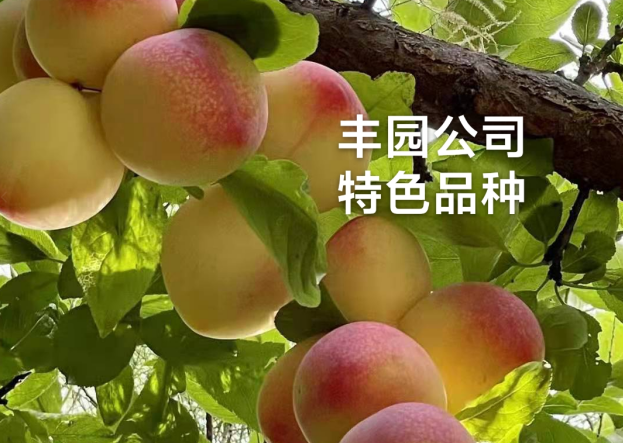 國家授權加持！特色果苗品種填補市場技術空白