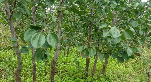 國家保護杏苗品種落地推廣 帶領果苗產業升級