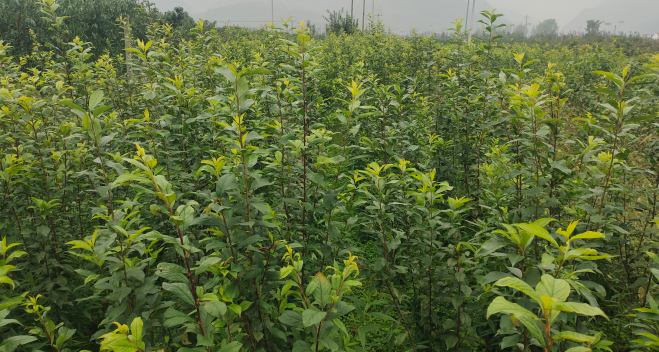 from clipboard from clipboard