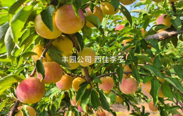 科普教育結碩果 農業知識傳遞田間地頭