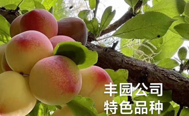 豐園果業：以資源為基，300份李杏種質賦能產業升級