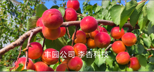 豐園紅杏紅遍田間 國家新品種權認證品質?