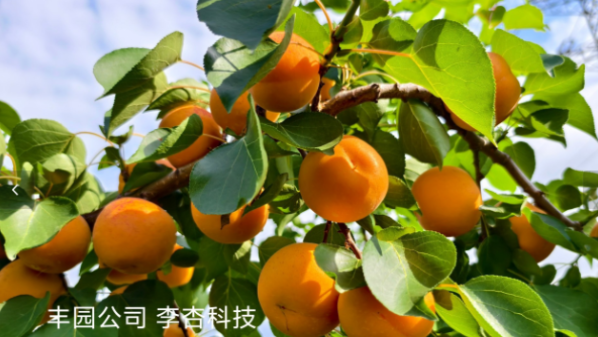 綠色堅(jiān)守十五載，豐園李杏桃成餐桌安心之選