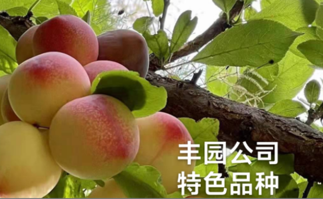 豐園果業：育種路上結碩果，8品種通過國省審定?