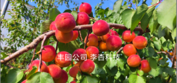 農高會見證科技力，豐園果業新品種賦能鄉村振興