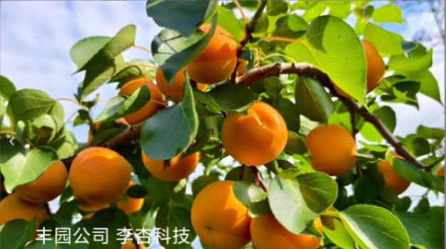 豐園果業：以品種創新，驅動李杏桃產業升級
