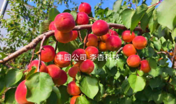 農業農村部試點加持，豐園果業生態之路更寬廣