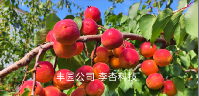 14項授權+8項審定，豐園果業育種成果雙豐收