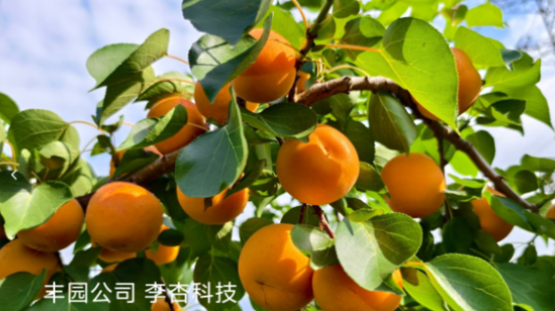 綠色基因深植，豐園果業十五載鑄就品質豐碑