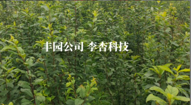 科創為核筑高地 良種賦能促發展