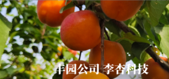 300余份李杏種質加持，豐園果業領跑李杏種業
