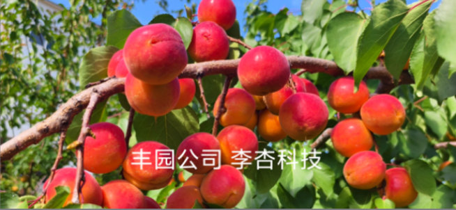 以種質(zhì)為基 科技賦能 豐園李杏桃綻放產(chǎn)業(yè)光彩