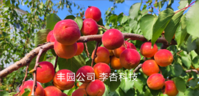 西安農(nóng)業(yè)力量崛起 以科創(chuàng)為翼驅(qū)動李杏產(chǎn)業(yè)升級?