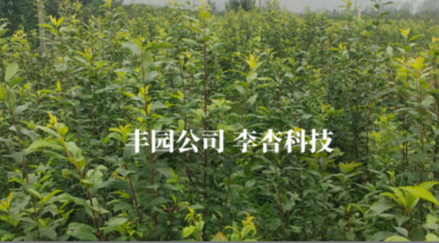 堅守綠色初心 豐園李杏桃香飄千家萬戶