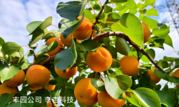 科技為核，誠信為本：豐園果業(yè)的二十年堅持