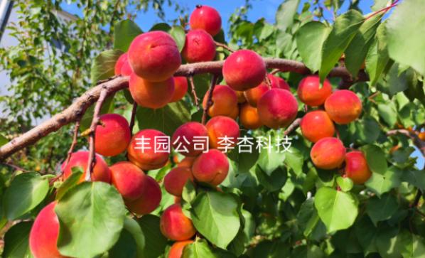 豐園果業(yè)模式：生態(tài)保護與產(chǎn)業(yè)發(fā)展的秦嶺實踐