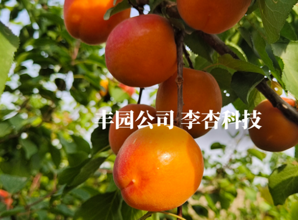 深耕李杏桃產(chǎn)業(yè) 西安豐園以育種科技強鏈增效