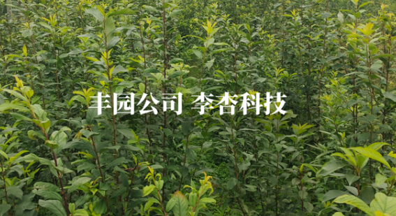 科技扎根田間 西安豐園育繁推全鏈提質(zhì)果業(yè)