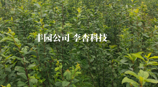 豐園果業(yè)構(gòu)建從種質(zhì)到產(chǎn)品的李杏全產(chǎn)業(yè)鏈