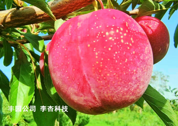 從“77”到“晚蜜”：豐園杏品種