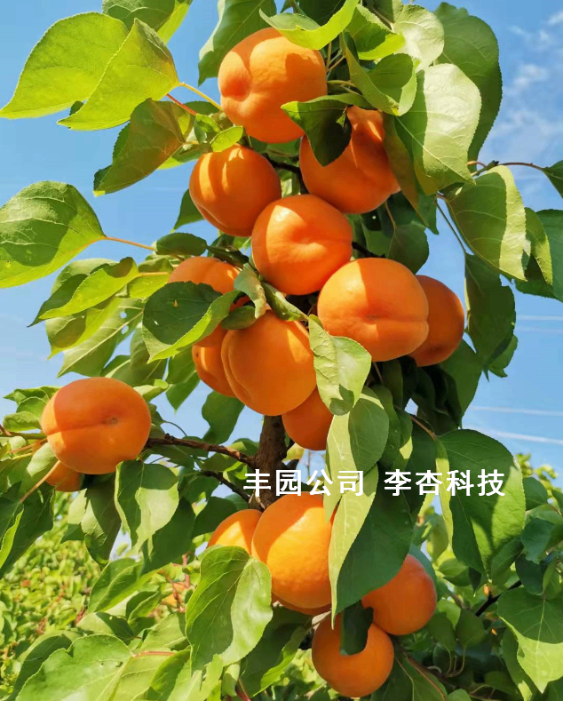 “豐園77”果達到150克，刷新杏單果紀錄