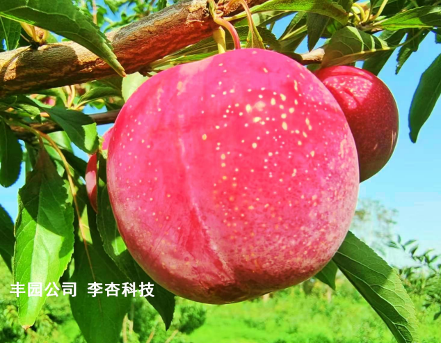 四新品種同步獲植物新品種權保護