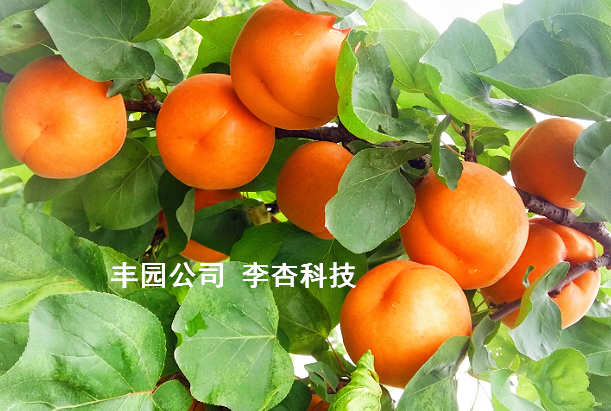 “豐園5號”單果91克，定義中杏新標準