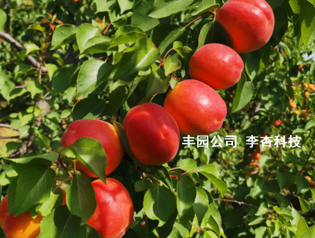 甜仁苦仁兼?zhèn)洌S園杏開發(fā)多元價值