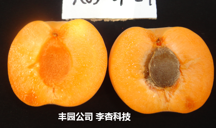 早中晚熟齊備：豐園杏供應期跨越三個月