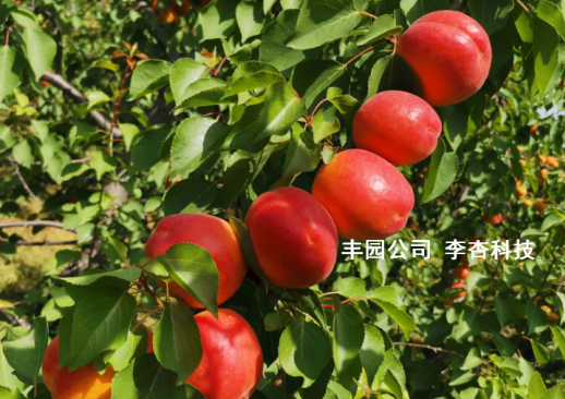 西安豐園鮮杏待摘節(jié)水優(yōu) 科學(xué)灌溉研究平衡產(chǎn)質(zhì)與節(jié)水