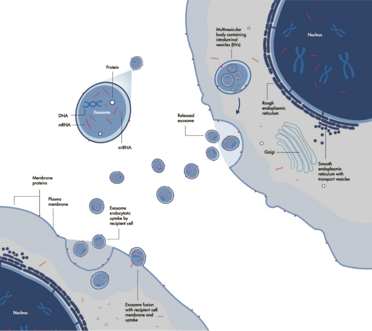 Extracellular vesicles = Exosomes Extracellular vesicles = Exosomes