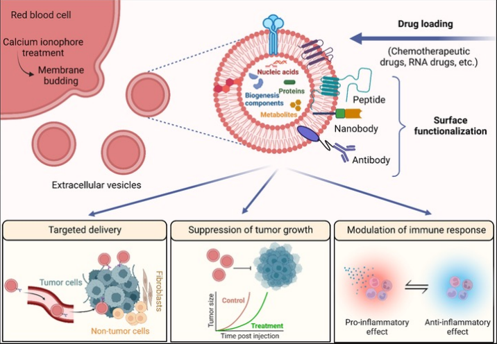 Extracellular vesicles = Exosomes Extracellular vesicles = Exosomes