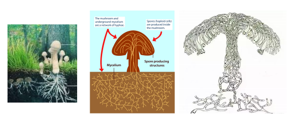 Mycelium = Stem cells of Ganoderma lucidum Mycelium = Stem cells of Ganoderma lucidum