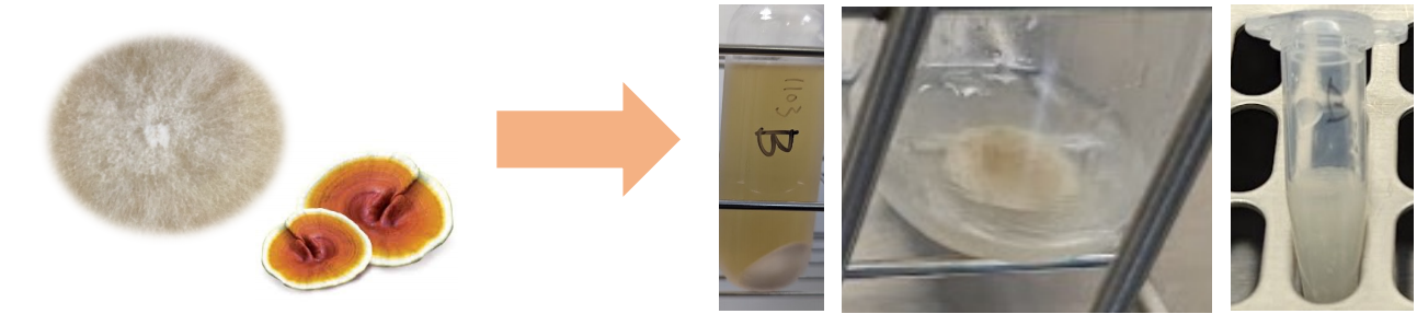 The cell secreted components: VESICLES SECRETED BY CELLS The cell secreted components: VESICLES SECRETED BY CELLS