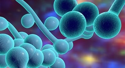 真菌和細菌有哪些異同點?