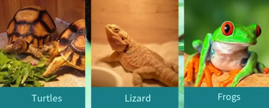 77c4f1b76b1884e80f0d8ceae2095ea3.png?ct=webp