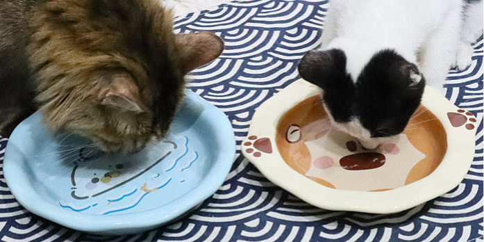 江苏喂水宠物食具厂家供应,宠物食具