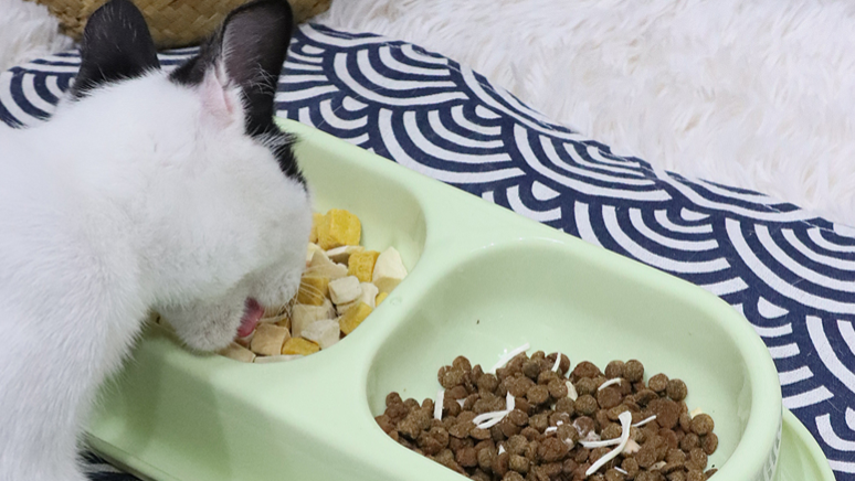 上海多猫宠物食具商家