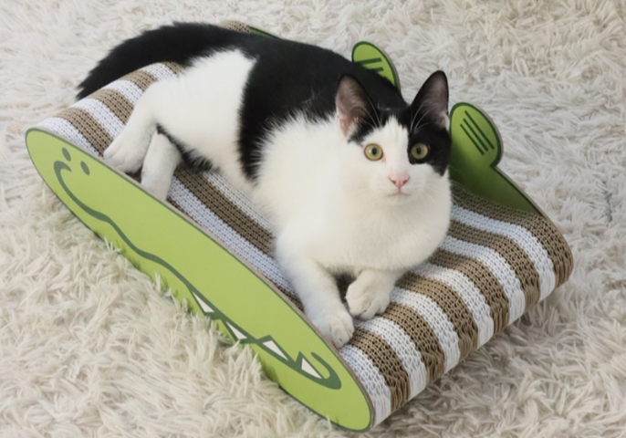 江蘇自嗨寵物玩具加工 嘉興樂優(yōu)寵物用品供應(yīng)