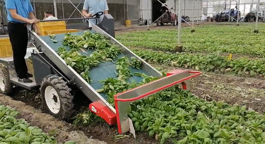 新榮區往復切割式葉菜收獲機