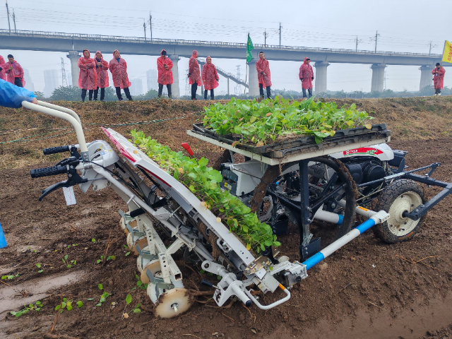 無錫大棚油菜種植便宜 一鍵查看 無錫悅田農(nóng)業(yè)機械科技供應(yīng)